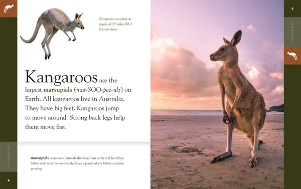 Amazing Animals (2022): Kangaroos by The Creative Company Shop