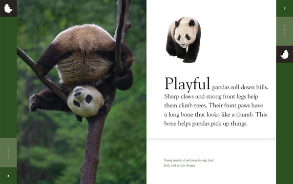 Amazing Animals (2022): Pandas by The Creative Company Shop