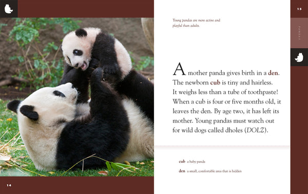 Amazing Animals (2022): Pandas by The Creative Company Shop