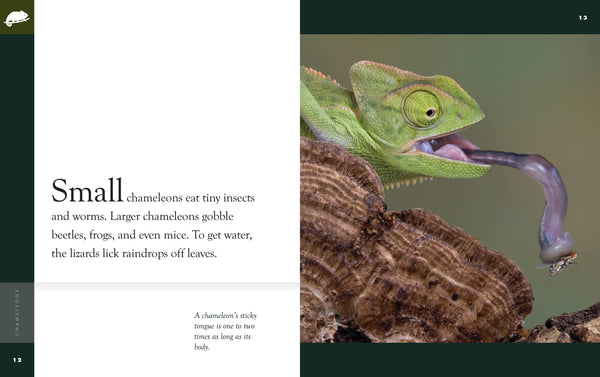 Amazing Animals (2022): Chameleons by The Creative Company Shop