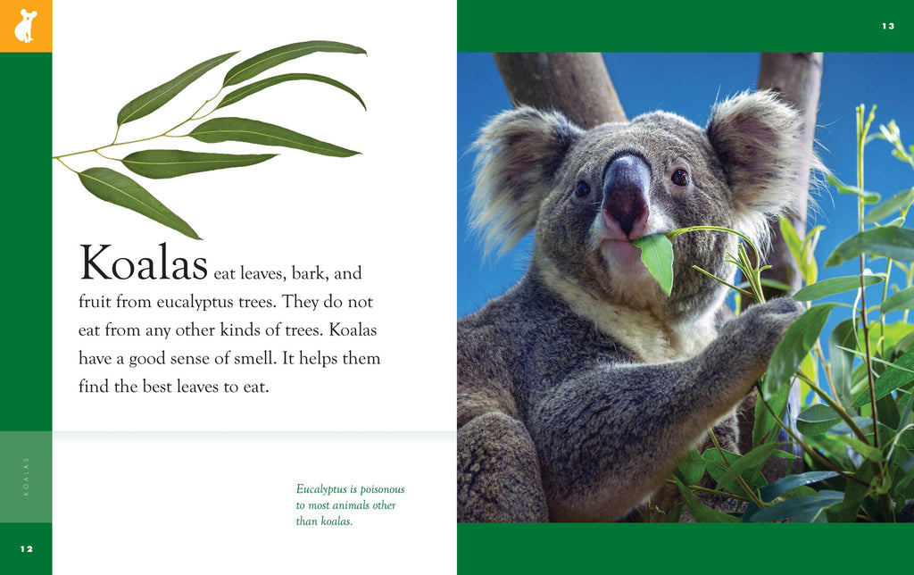 Amazing Animals (2022): Koalas by The Creative Company Shop