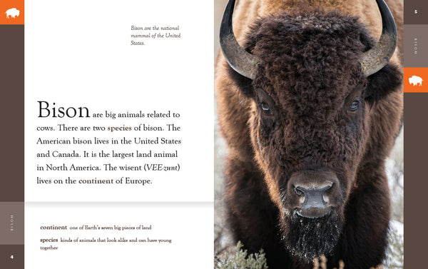 Amazing Animals (2022): Bison by The Creative Company Shop