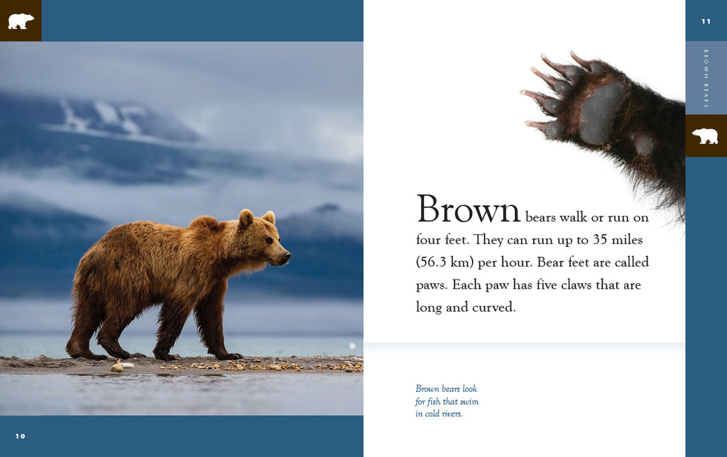 Amazing Animals (2022): Brown Bears by The Creative Company Shop