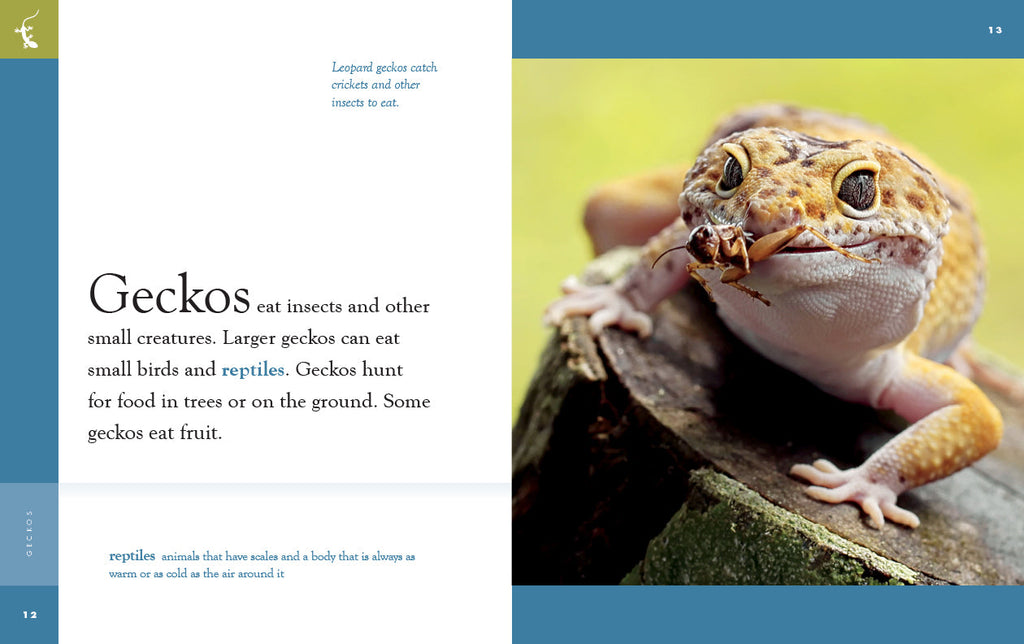 Amazing Animals (2022): Geckos by The Creative Company Shop