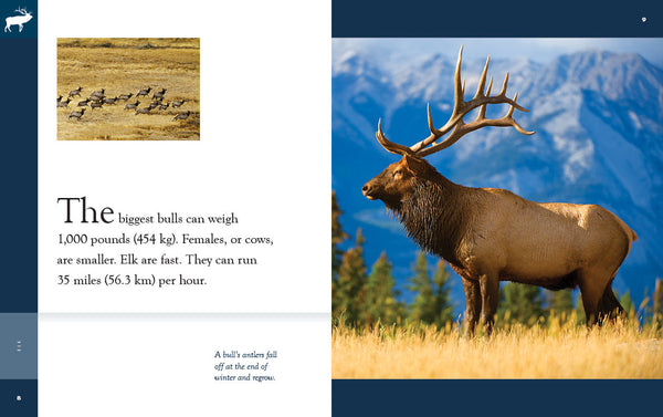 Amazing Animals (2022): Elk by The Creative Company Shop