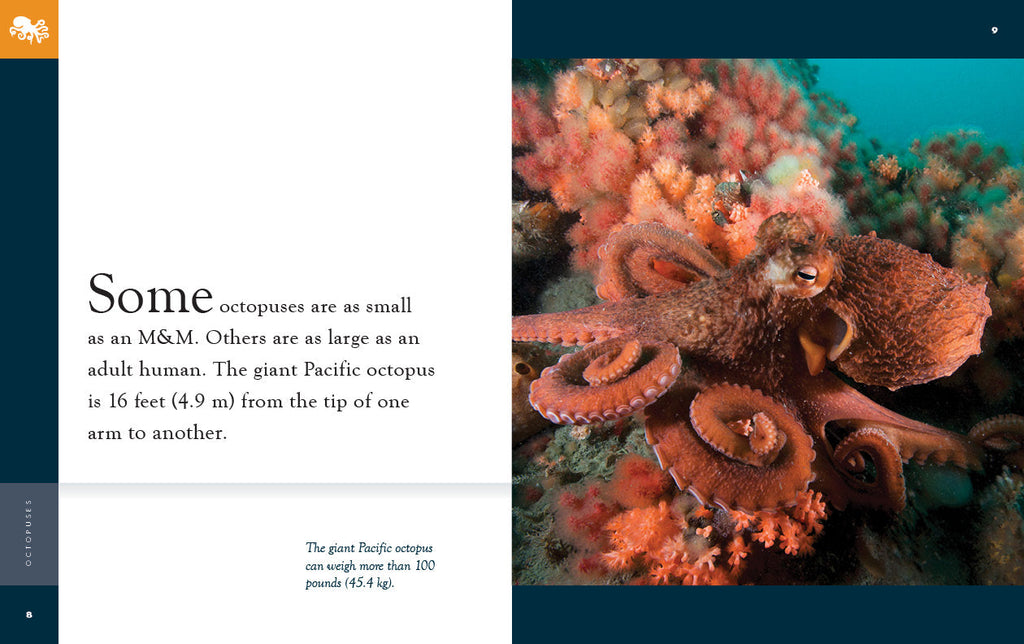 Amazing Animals (2022): Octopuses by The Creative Company Shop