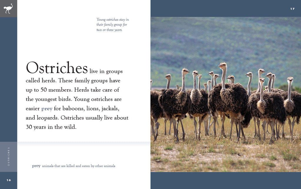 Amazing Animals (2022): Ostriches by The Creative Company Shop