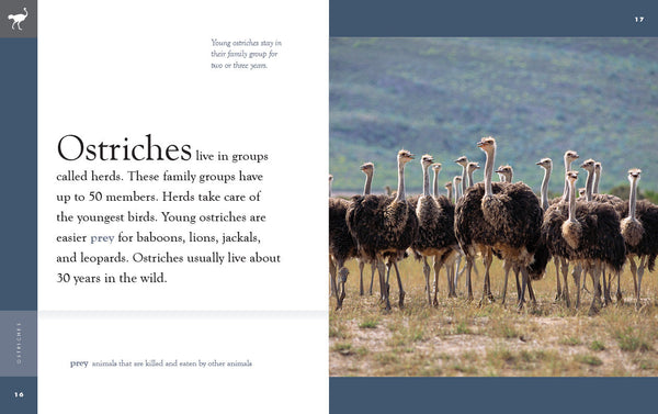 Amazing Animals (2022): Ostriches by The Creative Company Shop