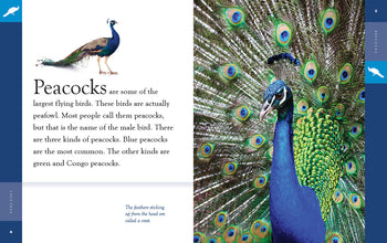 Amazing Animals (2022): Peacocks by The Creative Company Shop