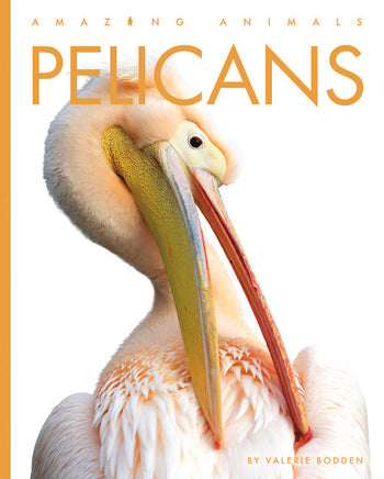 Amazing Animals (2022): Pelicans by The Creative Company Shop